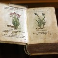 Du Pinet de Noroy. Historia plantarum, 1561